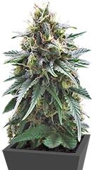 Yummy fem (Resin Seeds)