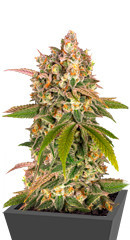 Lemon Tree fem (Barney's Farm)