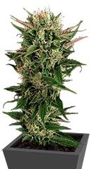 Blue Cheese fem (Dinafem Seeds)