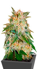 La Bella Afrodita Auto fem (Delicious Seeds)