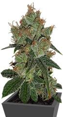 Bubblicious fem (Resin Seeds)