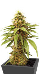 AK Kush fem (Kalashnikov Seeds)