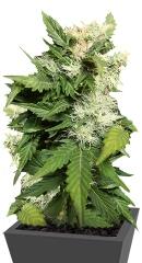 Betty Boo auto fem (Joint Doctor)
