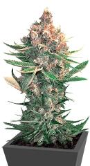 Dawg Star Kush fem (TH Seeds)