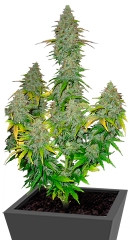 Fast Bud Auto fem (Sweet Seeds)