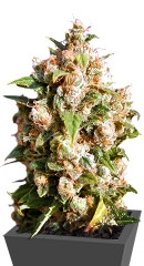 Queso (Kiss) fem (Kannabia Seeds)