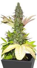 White Widow regular (Nirvana Seeds)