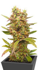 HulkBerry Automatic fem (RQS)