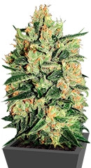 Durga Mata II CBD fem (Paradise Seeds)