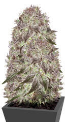 Fast Caramelic fem (Anesia Seeds)