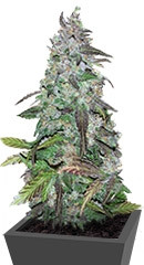 Fastberry Auto fem (FastBuds)