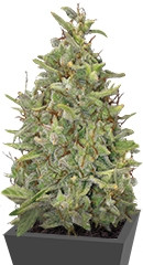 G13 Haze fem (Barney's Farm)