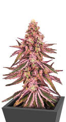 Glue Cookies fem (AlphaFem Seeds)