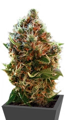 Lucid Bolt fem (Paradise Seeds)