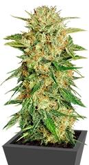 Motavation fem (Serious Seeds)