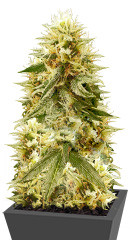 Northern Lights fem (Vision Seeds)