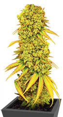 Pellezino Cookies fem (Original Sensible Seeds)