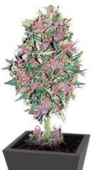 Purple #1 fem (Dutch Passion)