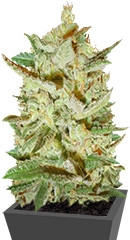 Supersonic Cristal Storm Auto fem (Samsara Seeds)