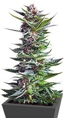 Shining Silver Haze fem (RQS)