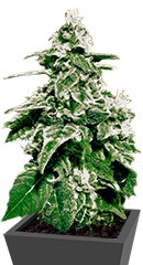 White Widow Auto fem (GHS)