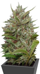 Auto Whiteberry fem (Paradise Seeds)