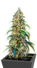 Black Jack CBD fem (Sweet Seeds)