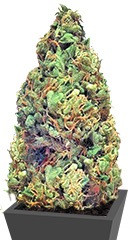 Deep Purple Haze Auto fem (Sumo Seeds)