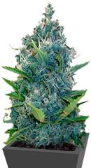 Exile fem (Serious Seeds)