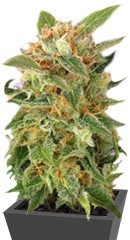 Hobbit Auto (Ginger Punch Auto) fem (Kannabia Seeds)