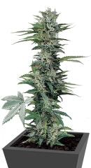 Roadrunner Autoflowering #2 fem (Dinafem Seeds)
