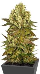 Sour Blueberry fem (Humboldt Seeds)