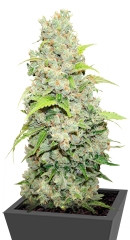 Bcn Sour Diesel fem (Medical Seeds)