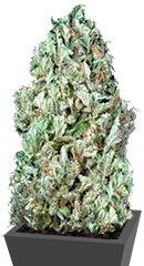 Sour Diesel Autoflowering fem (Dinafem Seeds)