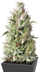 Sumo's OG Kush Auto fem (Sumo Seeds)