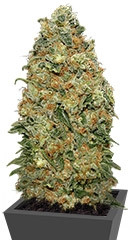 White Widow fem (00 Seeds)