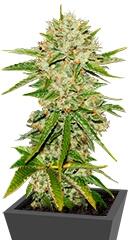 Wreckage fem (TH Seeds)