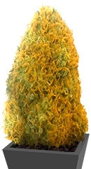 Champion fem (Heavyweight Seeds)