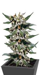 Citrus fem (Kannabia Seeds)