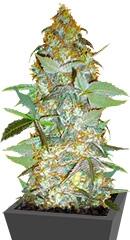 Euforia Special fem (Bulk Seed Bank)