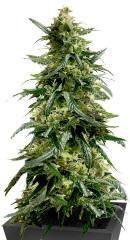 Gary Payton fem (Barney's Farm)