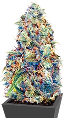 ICED Grapefruit fem (Female Seeds)