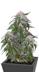 Medical VIP fem (VIP seeds)