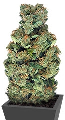 Sour Diesel (Sativa's Sour Diesel) fem (Nirvana Seeds)