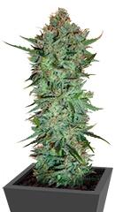 Skunk #1 regular (Sensi Seeds)
