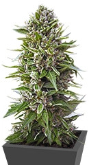 Auto Northern Lights fem (00 seeds)