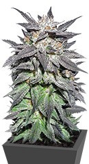 Bubba Island Kush fem (Dutch Passion)