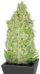 Chronical fem (Bulk Seed Bank)