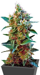 Cream Mandarine XL Auto fem (Sweet Seeds)