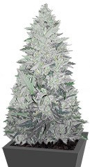 Impala 64 Haze Auto fem (Sumo Seeds)